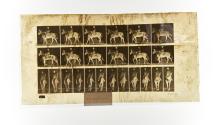 [Plate 653: negative for Animal Locomotion collotype]