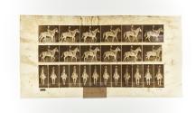 [Plate 654: negative for Animal Locomotion collotype]