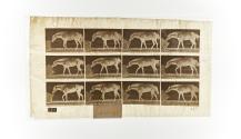 [Plate 657: negative for Animal Locomotion collotype]