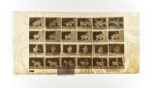 [Plate 661: negative for Animal Locomotion collotype]