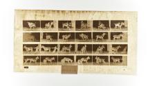 [Plate 662: negative for Animal Locomotion collotype]