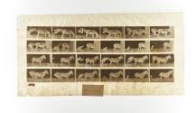 [Plate 663: negative for Animal Locomotion collotype]