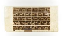 [Plate 664: negative for Animal Locomotion collotype]