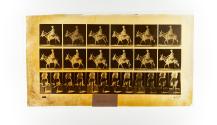 [Plate 667: negative for Animal Locomotion collotype]