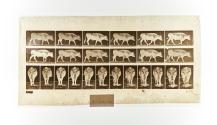 [Plate 670: negative for Animal Locomotion collotype]