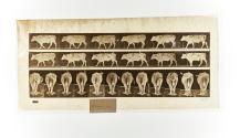 [Plate 671: negative for Animal Locomotion collotype]