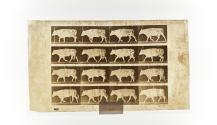 [Plate 672: negative for Animal Locomotion collotype]