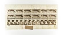 [Plate 673: negative for Animal Locomotion collotype]