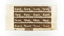 [Plate 675: negative for Animal Locomotion collotype]