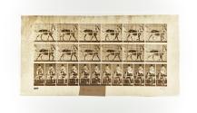 [Plate 677: negative for Animal Locomotion collotype]