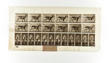 [Plate 678: negative for Animal Locomotion collotype]