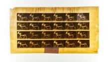 [Plate 679: negative for Animal Locomotion collotype]