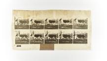 [Plate 680: negative for Animal Locomotion collotype]