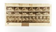 [Plate 681: negative for Animal Locomotion collotype]