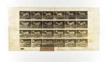 [Plate 683: negative for Animal Locomotion collotype]
