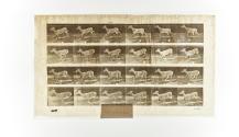 [Plate 683: negative for Animal Locomotion collotype]