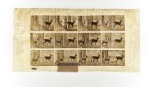 [Plate 685: negative for Animal Locomotion collotype]