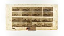 [Plate 689: negative for Animal Locomotion collotype]