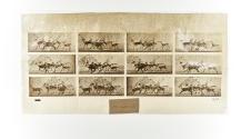 [Plate 690: negative for Animal Locomotion collotype]