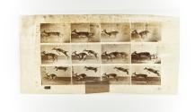 [Plate 691: negative for Animal Locomotion collotype]