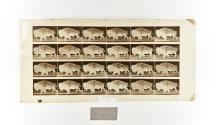 [Plate 699: negative for Animal Locomotion collotype]