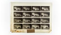[Plate 700: negative for Animal Locomotion collotype]