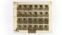 [Plate 703: negative for Animal Locomotion collotype]