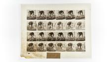 [Plate 704: negative for Animal Locomotion collotype]
