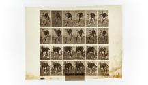 [Plate 705: negative for Animal Locomotion collotype]