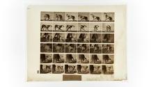 [Plate 713: negative for Animal Locomotion collotype]