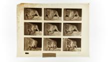 [Plate 721: negative for Animal Locomotion collotype]