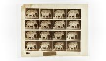 [Plate 732: negative for Animal Locomotion collotype]