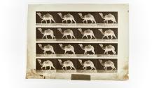 [Plate 736: negative for Animal Locomotion collotype]