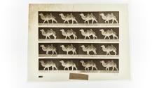 [Plate 737: negative for Animal Locomotion collotype]