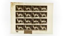 [Plate 738: negative for Animal Locomotion collotype]