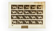 [Plate 739: negative for Animal Locomotion collotype]
