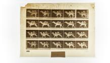 [Plate 740: negative for Animal Locomotion collotype]