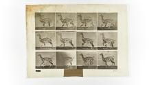 [Plate 743: negative for Animal Locomotion collotype]