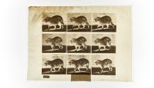 [Plate 746: negative for Animal Locomotion collotype]