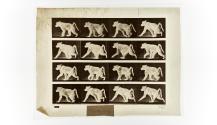 [Plate 747: negative for Animal Locomotion collotype]