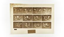 [Plate 750: negative for Animal Locomotion collotype]