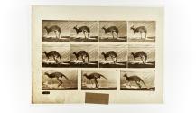 [Plate 751: negative for Animal Locomotion collotype]