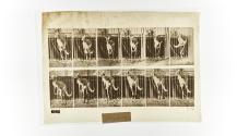 [Plate 754: negative for Animal Locomotion collotype]