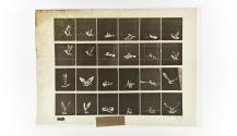 [Plate 757: negative for Animal Locomotion collotype]