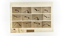 [Plate 762: negative for Animal Locomotion collotype]