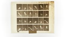 [Plate 763: negative for Animal Locomotion collotype]