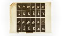 [Plate 765: negative for Animal Locomotion collotype]