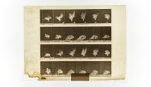 [Plate 770: negative for Animal Locomotion collotype]
