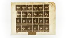 [Plate 772: negative for Animal Locomotion collotype]