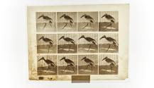 [Plate 774: negative for Animal Locomotion collotype]